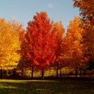 20 Sugar Maple Seeds Acer Saccharum Fresh Garden