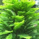 5 Peve Minaret Bald Cypress Seeds Taxodium Distichum 'Pevé Minaret' Fresh Garden