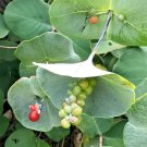 10 Kintzleys Ghost Honeysuckle Seeds Lonicera Reticulata "Kintzley'S Ghost' Fresh Garden