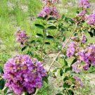25 Powhatan Crepe Myrtle Seeds Lagerstroemia Indica 'Powhatan' Fresh Garden