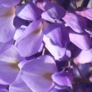 10 Purple Chinese Wisteria Seeds Wisteria Sinensis Fresh Garden