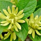 10 Athens Allspice Seeds Calycanthus Floridus 'Athens' Fresh Garden