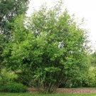 25 Green Alder Seeds Alnus Viridis Subsp Crispa Fresh Garden