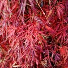15 Green Hornet Japanese Maple Seeds Acer Palmatum 'Green Hornet' Fresh Garden