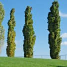 15 Slender Silhouette Sweet Gum Seeds Liquidambar Styraciflua Fresh Garden