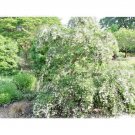 10 Weeping Japanese Snowdrop Seeds Styrax Japonicus 'Carillon' Fresh Garden
