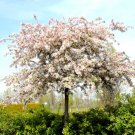 15 Japanese Crab Apple Seeds Malus X Floribunda Fresh Garden