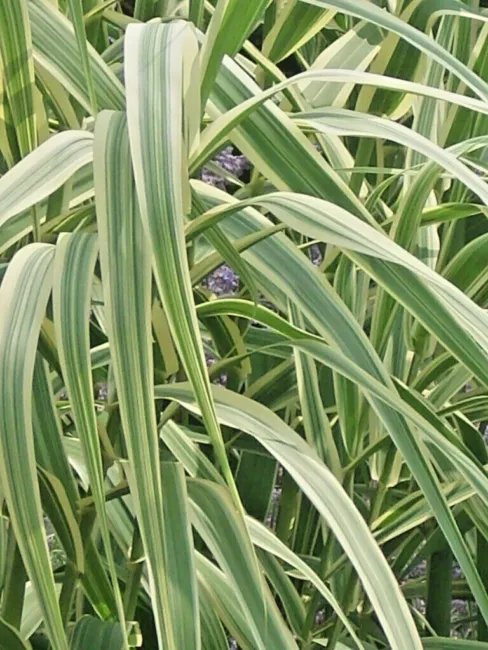 40 Peppermint Stick Giant Reed Grass Seeds ( Arundo Donax 'Peppermint Stick' ) Fresh Garden