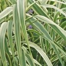 40 Peppermint Stick Giant Reed Grass Seeds ( Arundo Donax 'Peppermint Stick' ) Fresh Garden