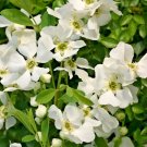20 Niagara Pearlbush Seeds Exochorda : Snow Day Surprise Fresh Garden