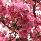 15 Cardinal Crab Apple Seeds Malus Fresh Garden