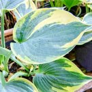 20 Aristrocrat Hosta Seeds Hosta 'Aristocrat' Hardiness Zone: 2A Fresh Garden