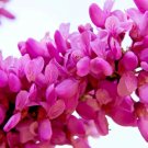 20 Cascading Hearts Redbud Seeds Cercis Canadensis 'Cascading Hearts' Fresh Garden