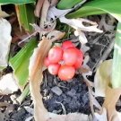 12 Japanese Sacred Lily Seeds Rohdea Japonica Fresh Garden