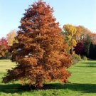 15 Monarch Of Illinois Bald Cypress Seeds Taxodium Distichum 'Monarch Of Ill Fresh Garden