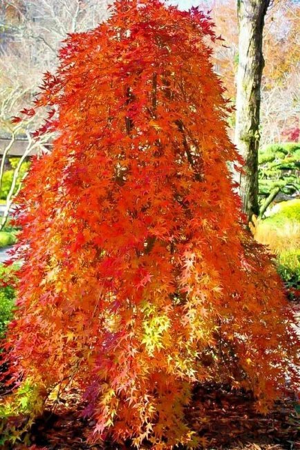 20 Angyo Weeping Trident Maple Seeds Acer Buergerianum " Angyo Weeping " Fresh Garden