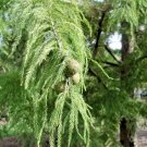 15 Peve Yellow Bald Cypress Seeds Taxodium Distichum 'Peve Yellow' Fresh Garden