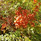 12 Royal Princess Heavenly Bamboo Seeds Nandina Domestica 'Royal Princess' Fresh Garden