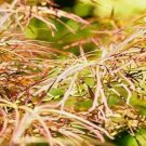 15 Shinobusa Oka Japanese Maple Seeds Acer Palmatum Fresh Garden