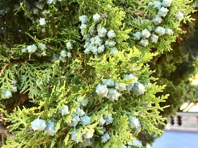 15 Blue Cone Arborvitae Seeds Thuja Orientalis 'Blue Cone' Fresh Garden