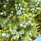 15 Blue Cone Arborvitae Seeds Thuja Orientalis 'Blue Cone' Fresh Garden
