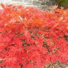 15 Shigitatsu Sawa Japanese Maple Seeds Acer Palmatum "Shigitatsu Sawa" Fresh Garden
