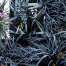 5 Black Mondo Grass Seeds Ophiopogon Planiscapus 'Nigrescens' Fresh Garden