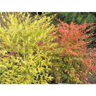 12 Aurea Heavenly Bamboo Seeds Nandina Domestica " Aurea " Fresh Garden