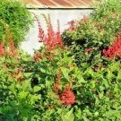 10 Coral Bean Seeds Erythrina Herbacea Fresh Garden