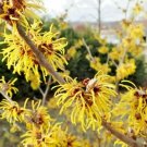 10 Wisley Supreme Witch Hazel Seeds Hamamelis Mollis 'Wisley Supreme' Fresh Garden