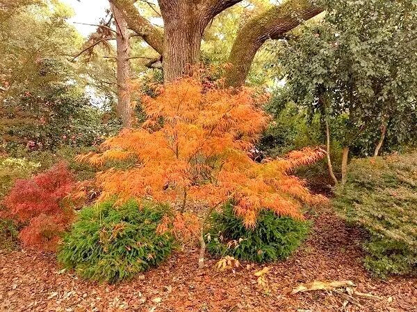 15 Shime No Uchi Maple Seeds Acer Palmatum 'Ao Shime No Uchi Fresh Garden