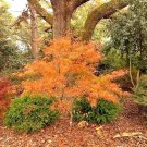 15 Shime No Uchi Maple Seeds Acer Palmatum 'Ao Shime No Uchi Fresh Garden