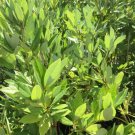 15 Swamp Redbay Seeds Persea Palustris Fresh Garden