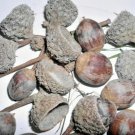 12 Swamp White Oak Acorns Quercus Bicolor Fresh Garden