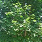20 Shantung Maple Seeds Acer Truncatum Fresh Garden