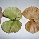 10 Butterfly Vine Seeds Mascagnia Macroptera Fresh Garden