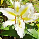 20 Golden Romance Oriental Lily Seeds (Lilium 'Golden Romance') Fresh Garden