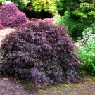 15 Tamukeyama Japanese Maple Seeds Acer Palmatum Var Dissectum 'Tamukeyama' Fresh Garden