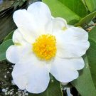 9 Camellia Vietnamensis Seeds Fresh Garden