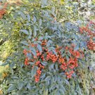 12 Towne And Country Heavenly Bamboo Seeds Nandina Domestica : Towne + Country Fresh Garden