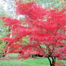 20 Tsukubane Japanese Maple Seeds Acer Palmatum 'Tsukubane' Fresh Garden