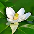 12 Plena Sweet Bay Magnolia Seeds Magnolia Virginiana 'Plena' Fresh Garden