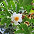 5 Camellia Octopetala Seeds Fresh Garden