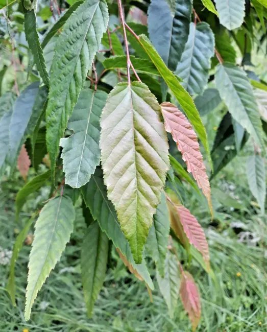20 Himalayan Hornbeam Seeds Carpinus Viminea Fresh Garden