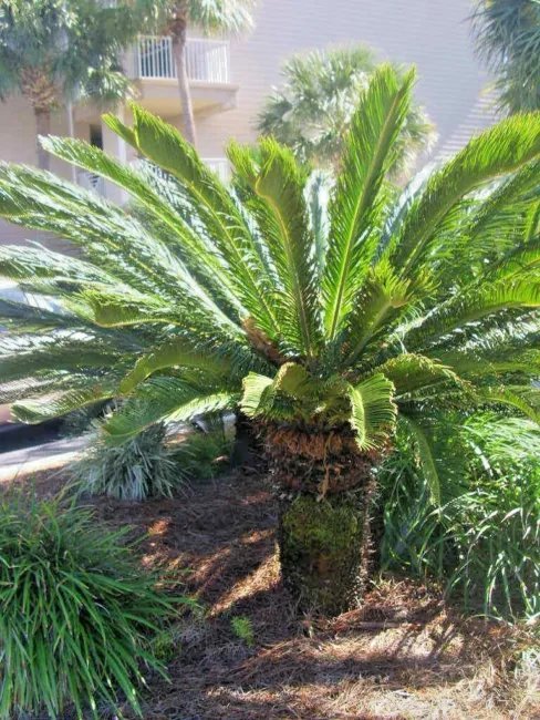 5 King Sago Palm Seeds Cycas Revoluta Fresh Garden
