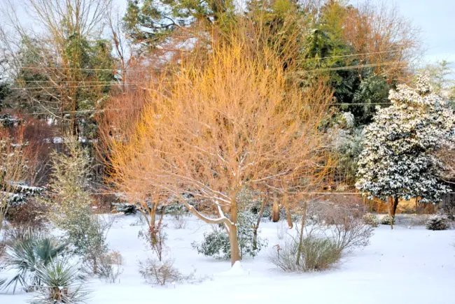 20 Winter Lightning Boxelder Maple Seeds Acer Negundo 'Winter Lightning' Fresh Garden