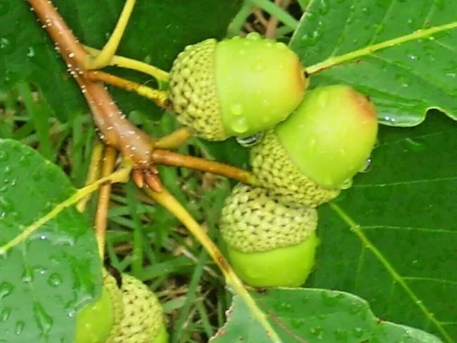 12 Chestnut Oak Acorns Quercus Prinus Fresh Garden