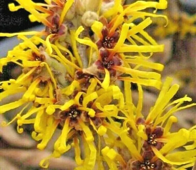 10 Chinese Gold Edge Witch Hazel Seeds Hamamelis Mollis 'Gold Edge' Fresh Garden