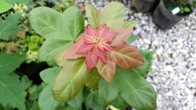 20 Miyasama Dwarf Trident Maple Seeds Acer Buergerianum 'Miyasama ' Fresh Garden