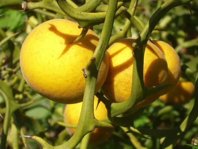 15 Japanese Bitter Orange Seeds ( Hardy Orange ) Poncirus Trifoliata ...